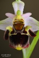 Ophrys_oestrifera_19